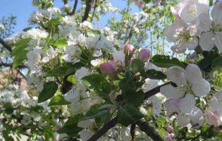 На Миколаївщині у грудні зацвіли яблуні