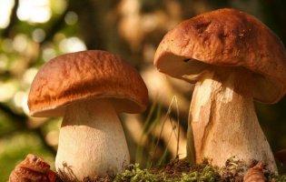 Сняться гриби: про що попереджає такий сон