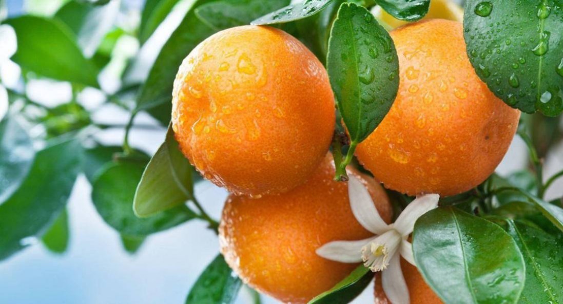 Як зварити варення з апельсинів: простий рецепт