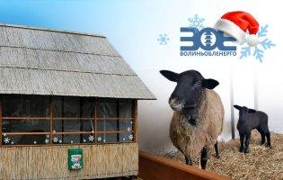 Новорічно-різдвяні свята у «Волиньобленерго»: живі вівці та оригінальні фотолокації