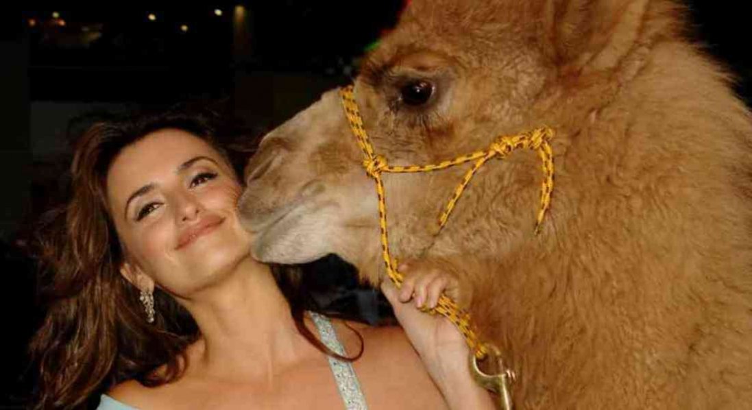 Поцілунок верблюда й оцелот у ресторані
