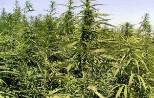 Легалізація канабісу і плантації конопель перетворять нас в «країну наркоманів», — нардеп Гетьманцев