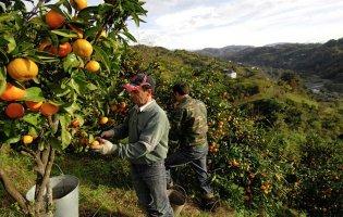 Японці створила робота, який сам збирає фрукти