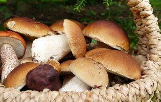Які гриби найбільш корисні та чим небезпечні ті, що куплені на стихійному ринку