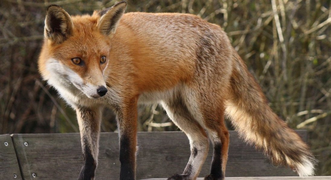 На Волині чоловіка покусала лисиця – у неї виявили сказ