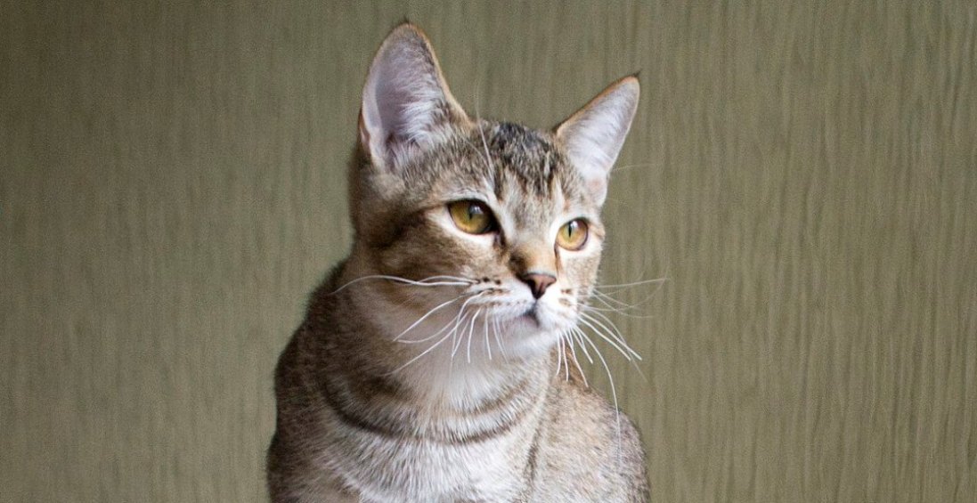 Як коти показують «погані» місця у вас вдома