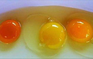 Яєчні жовтки: чим корисні і кому їх не можна їсти