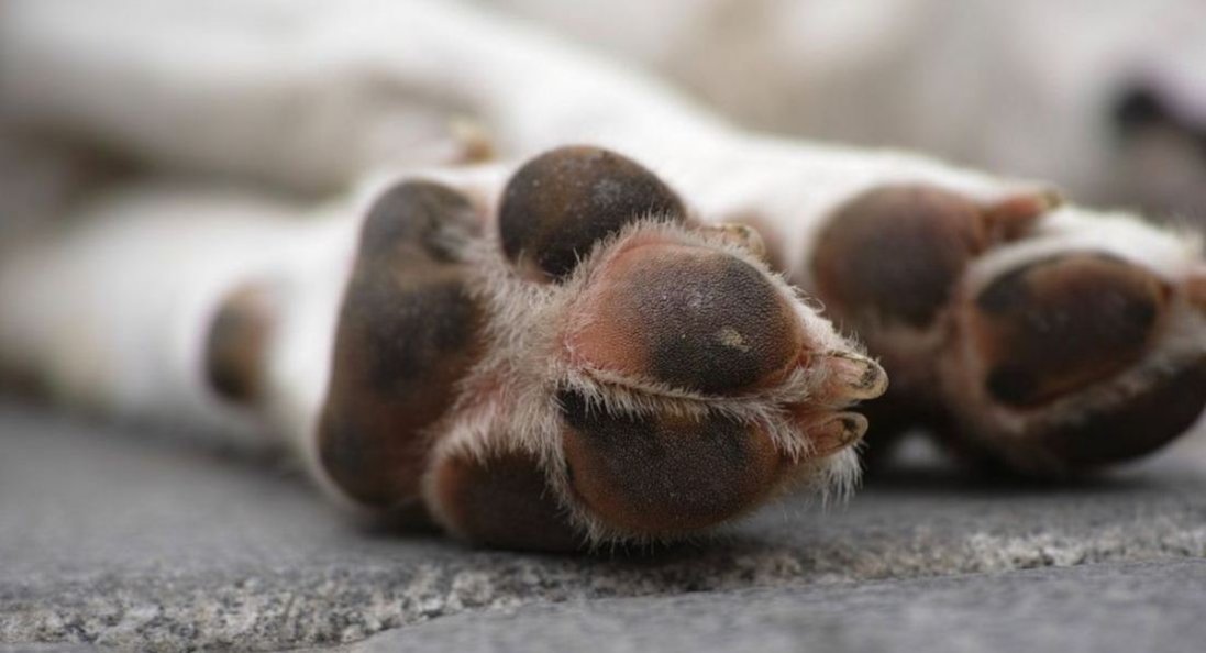 На Житомирщині затримали чоловіка, який вбивав та їв собак