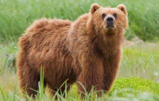 На Алясці ведмідь напав на дівчину поки та була в туалеті