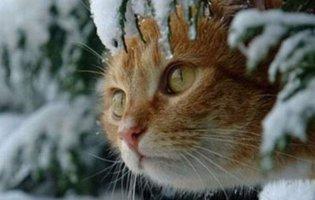 В останній  день зими 28 лютого на Україну чекає холод та мокрий сніг