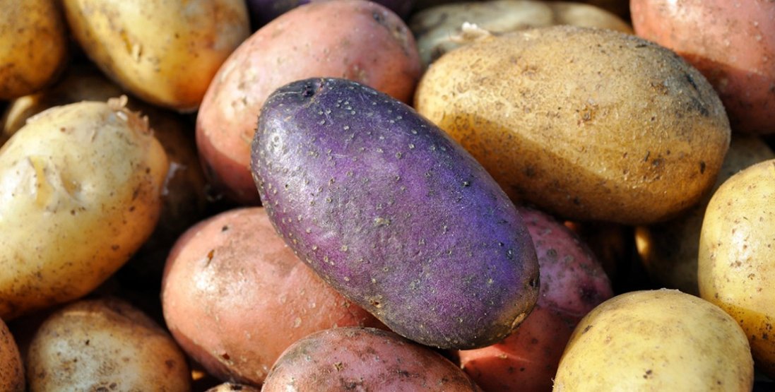 Медики пояснили небезпеку картоплі та розповіли, як запобігти