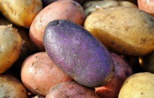 Медики пояснили небезпеку картоплі та розповіли, як запобігти
