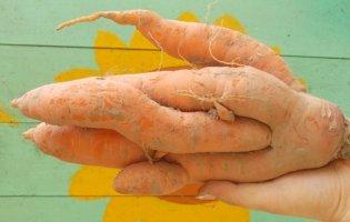 З однієї насінини – сім морквинок