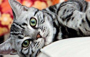 На Рівненщині кіт задушив дитину