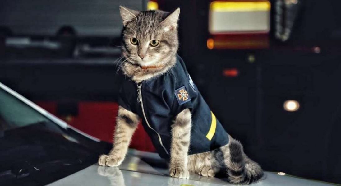 У Києві кіт отримав звання майора