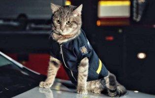 У Києві кіт отримав звання майора