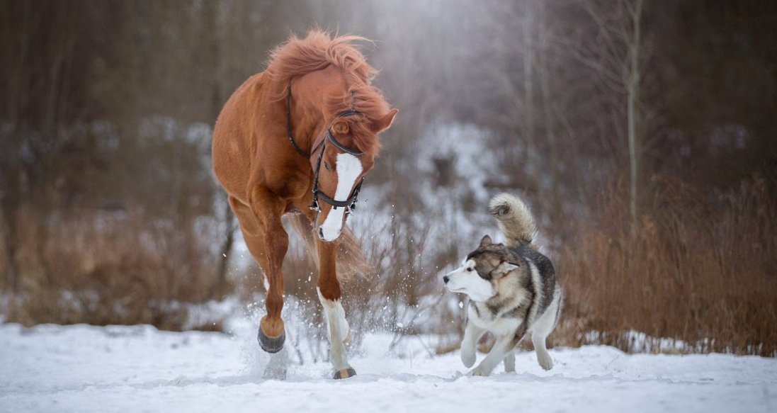 У Польщі для собак і коней хочуть запровадити пенсію