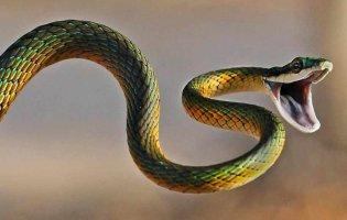 Якщо сниться змія – готуйтеся до біди: що може статися
