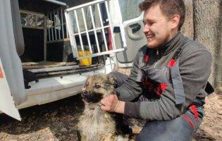 У Харківській області врятували собаку, яка тиждень плавала на крижині