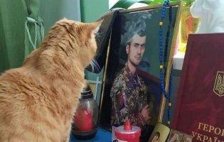 Увесь рік після загибелі господаря кіт сумує біля його портрета