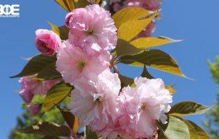 У Луцьку розквітла алея сакур