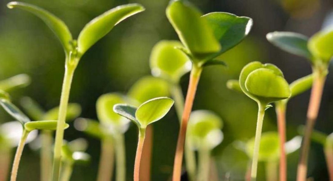 Про стимуляторы роста для растений