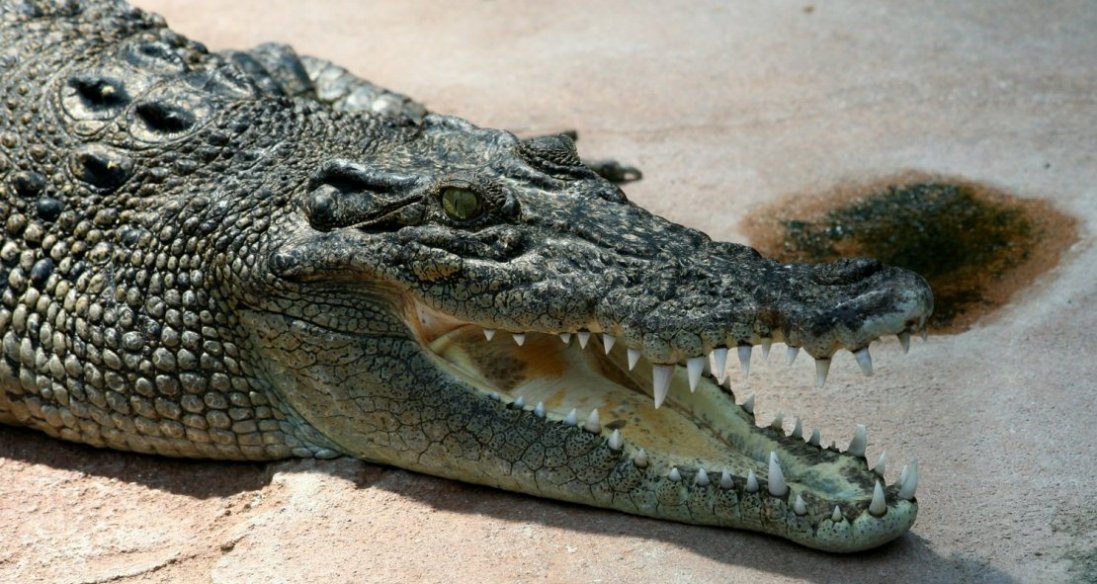 Яких неприємностей чекати, коли сниться крокодил