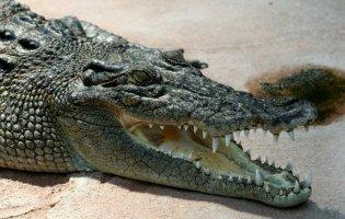 Яких неприємностей чекати, коли сниться крокодил
