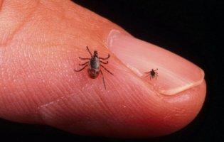 Будьте обережні: поруч кровопивці!