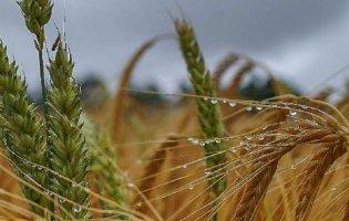 В Україні через прекрасні погодні умови можемо чекати на хороший врожай