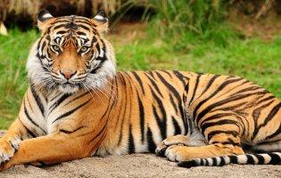 Сниться тигр: які капості готують вам вороги