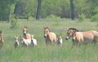 У Чорнобилі народилися рідкісні коні: опубліковані фото