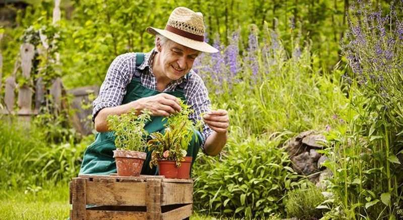 Посівний календар на червень 2021 року: коли та що краще садити