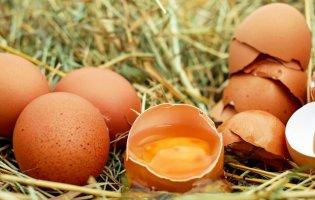 Чому зранку треба їсти яйця: 4 причини
