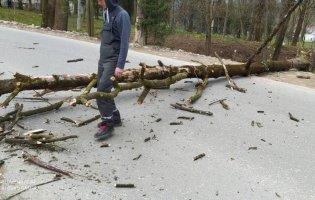 У Львові дерево впало на 8-річного хлопчика, який гуляв у парку