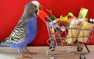 Особенности питания домашних попугаев