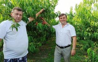 «І на 15 сотках землі можна заробляти гроші», - власник персикового саду Леонід Гнатюк
