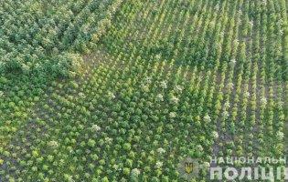 На Херсонщині виявили плантацію конопель: рекордний посів вартує більше 300 млн грн