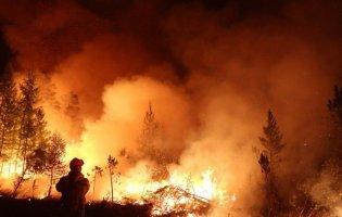 У Туреччині погасили великі лісові пожежі