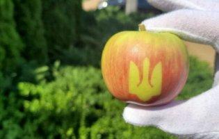 Тризуб та смайлики на яблуках: де в Україні вирощують фрукти з картинками
