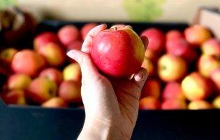 Як правильно вибирати яблука: пояснення експертів