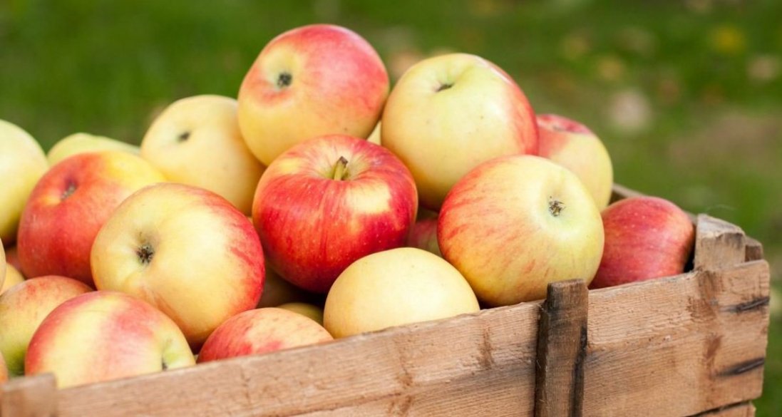 Лікарі пояснили, чому не можна об’їдатися яблуками