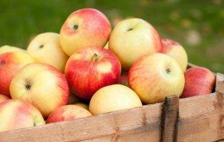 Лікарі пояснили, чому не можна об’їдатися яблуками