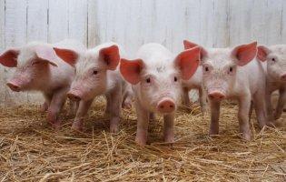 У Запорізькій області свині хворіють на африканську чуму: одна тварина вже загинула