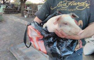 Врятувала від забою: у Дніпрі американка тримала в орендованій квартирі теля і порося