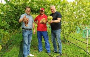 «Вирощувати виноград у п'ять разів вигідніше, ніж картоплю», - аграрій з Волині Валерій Пилипчук