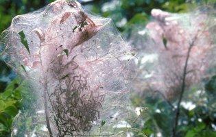 У Луцькому районі - нашестя білого американського метелика: запроваджують карантин