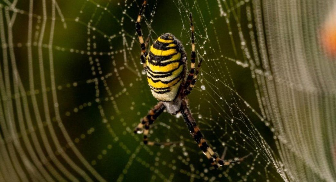 На Волині дитина на подвір'ї знайшла небезпечного павука