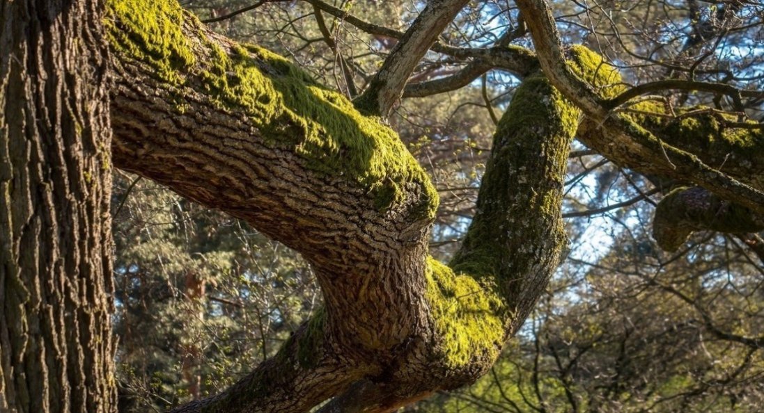 На Прикарпатті дерево розчавило пенсіонера