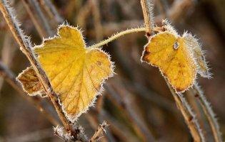 У жовтні в Україні буде холодно й дощитиме: народний синоптик дав прогноз на місяць